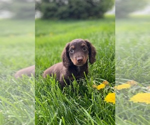 Dachshund Puppy for sale in CANOGA, NY, USA
