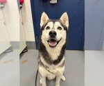 Small Siberian Husky