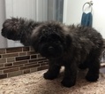 Small Photo #6 Bouvier Des Flandres Puppy For Sale in AMBOY, WA, USA
