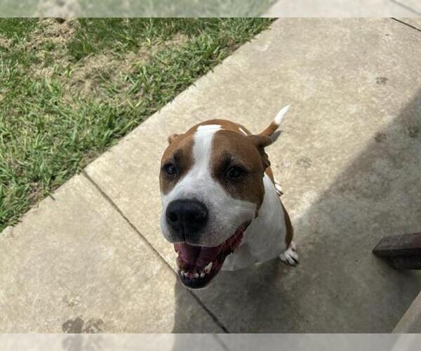 Medium Photo #2 American Staffordshire Terrier-Unknown Mix Puppy For Sale in Grand Prairie, TX, USA