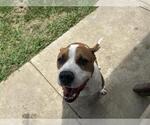 Small #1 American Staffordshire Terrier Mix