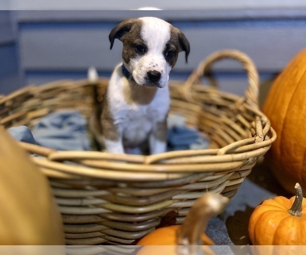 Medium Photo #18 Mutt Puppy For Sale in GRIFFIN, GA, USA