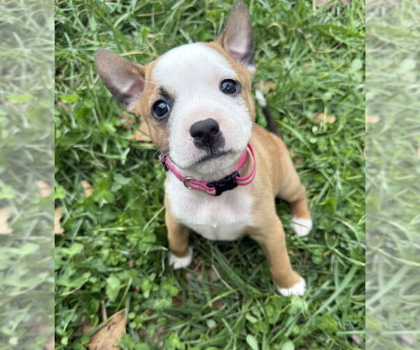 Medium Photo #2 Australian Shepherd-Unknown Mix Puppy For Sale in OKLAHOMA CITY, OK, USA