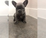 Puppy 3 French Bulldog