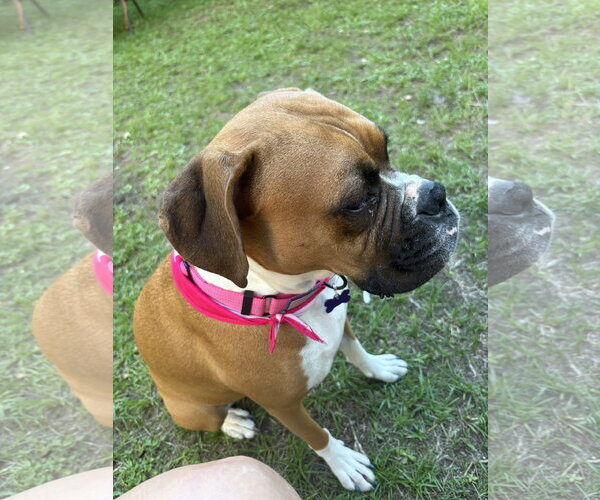 Medium Photo #6 Boxer Puppy For Sale in  Katy, TX, USA