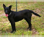 Small #1 Australian Kelpie-Labrador Retriever Mix