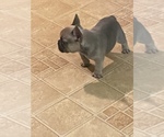 Small Photo #4 French Bulldog Puppy For Sale in STOCKBRIDGE, GA, USA