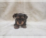 Small Photo #5 Yorkshire Terrier Puppy For Sale in MANES, MO, USA