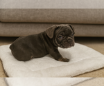 Puppy Chopper French Bulldog