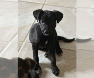 Labrador Retriever-Unknown Mix Dogs for adoption in San Diego, CA, USA