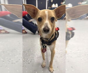 Italian Greyhuahua Dogs for adoption in Wakefield, RI, USA