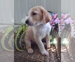 Small Photo #2 Golden Labrador-Goldendoodle Mix Puppy For Sale in KNOX, PA, USA