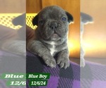 Puppy Blue brindleBoy French Bulldog