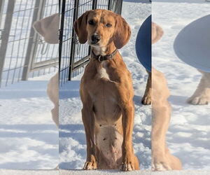 Mutt Dogs for adoption in Rustburg, VA, USA