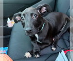Small #3 Mountain Cur-Whippet Mix