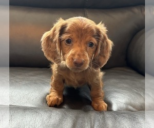 Dachshund Puppy for sale in FRANKLIN, IN, USA