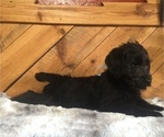 Small Photo #1 Labradoodle Puppy For Sale in CHETEK, WI, USA