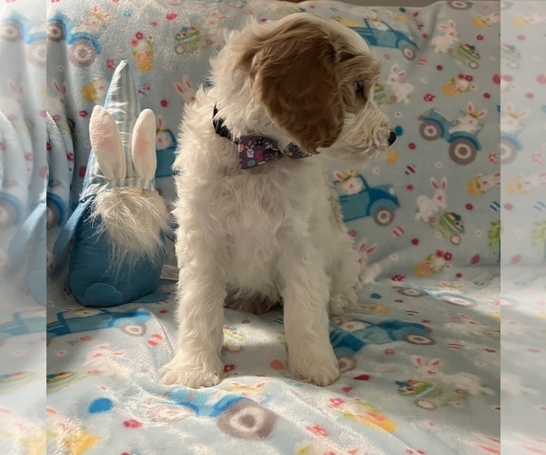 Medium Photo #3 Goldendoodle Puppy For Sale in STATESBORO, GA, USA