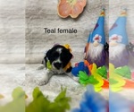 Small #11 Portuguese Water Dog