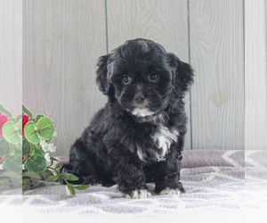Shih-Poo Puppy for sale in GORDONVILLE, PA, USA