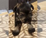 Puppy Puppy 4 Schnauzer (Miniature)