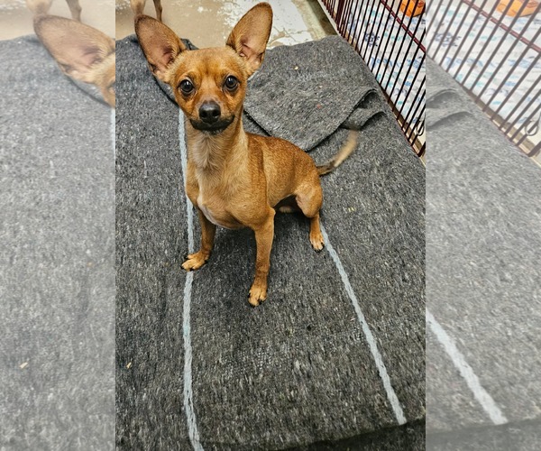Medium Photo #1 Chihuahua-Unknown Mix Puppy For Sale in El Centro, CA, USA