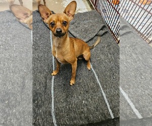 Chihuahua-Unknown Mix Dogs for adoption in El Centro, CA, USA