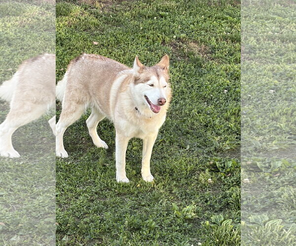 Medium Photo #3 Siberian Husky Puppy For Sale in Spring Lake, NJ, USA