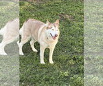 Small #2 Siberian Husky
