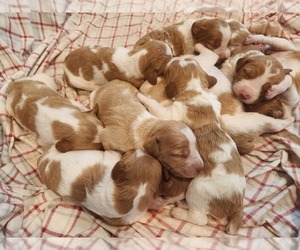Brittany Litter for sale in ROARING BRNCH, PA, USA