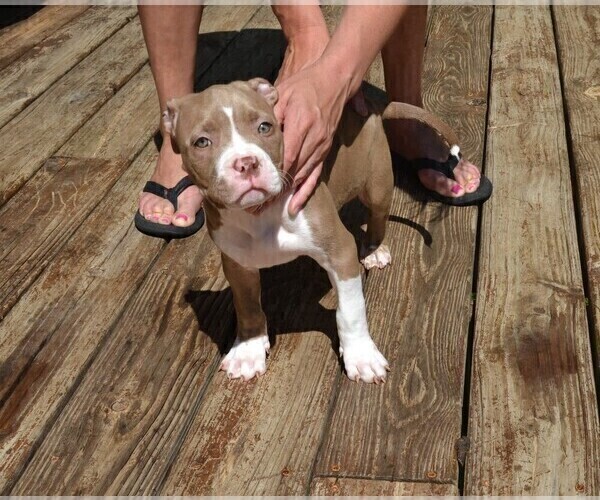 Medium Photo #5 American Bully Puppy For Sale in LENOIR CITY, TN, USA