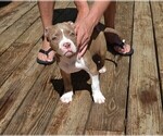 Small Photo #5 American Bully Puppy For Sale in LENOIR CITY, TN, USA