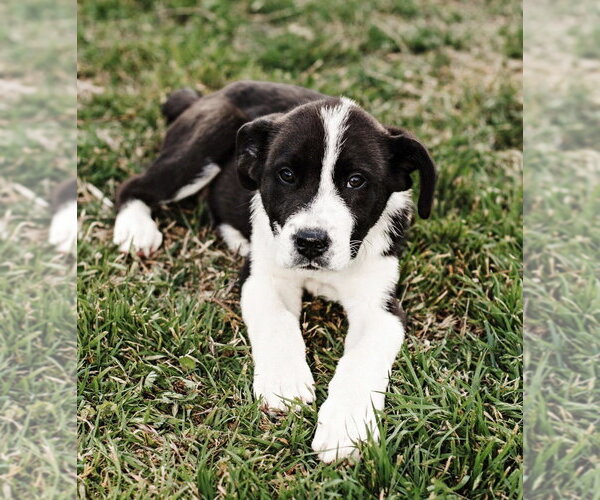 Medium Photo #9 Great Pyrenees-Unknown Mix Puppy For Sale in OKLAHOMA CITY, OK, USA