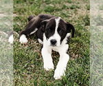 Small #8 Great Pyrenees Mix