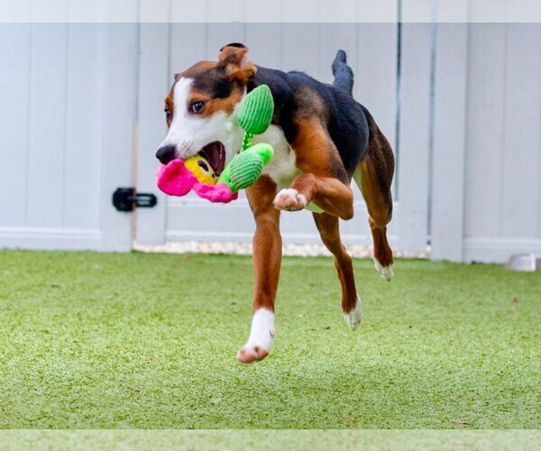 Medium Photo #2 Mutt Puppy For Sale in Canton, CT, USA