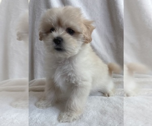 Mal-Shi Puppy for sale in CAMARILLO, CA, USA