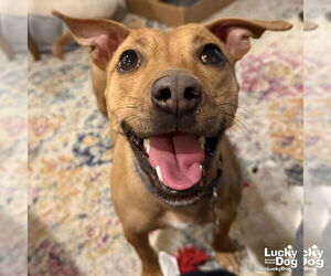 Dachshund-Golden Retriever Mix Dogs for adoption in Washington, DC, USA