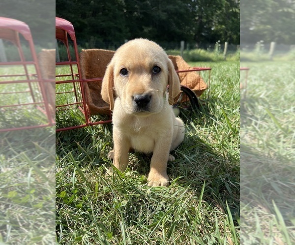 Medium Photo #4 Labrador Retriever Puppy For Sale in NEOLA, WV, USA