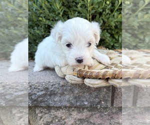 Maltese Puppy for sale in MIDDLEBURY, IN, USA
