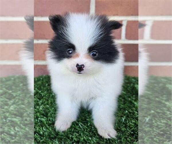 Medium Photo #29 Pomeranian Puppy For Sale in WINTER PARK, FL, USA