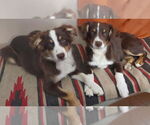 Small #1 Australian Shepherd