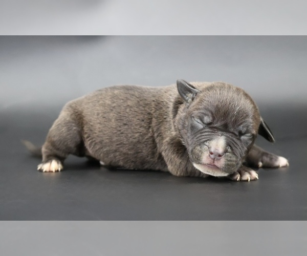 Medium Photo #1 American Bully Puppy For Sale in CHAMPAIGN, IL, USA