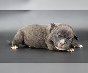 American Bully Puppy for sale in CHAMPAIGN, IL, USA