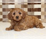 Small #2 Cavapoo (Miniature)