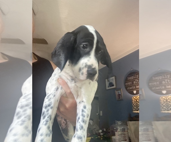 Medium Photo #3 English Setter-German Shorthaired Pointer Mix Puppy For Sale in AMESBURY, MA, USA