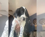 Small #2 English Setter-German Shorthaired Pointer Mix