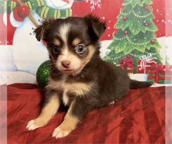 Medium Photo #20 Chihuahua Puppy For Sale in PEMBROKE PINES, FL, USA