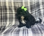 Small #1 ShihPoo