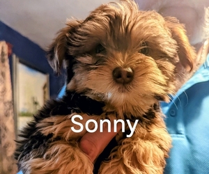Yorkshire Terrier Puppy for sale in FREEPORT, TX, USA
