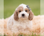 Puppy SNICKERS Goldendoodle (Miniature)